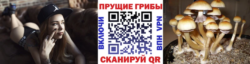 Галлюциногенные грибы Psilocybe Купить Павлово